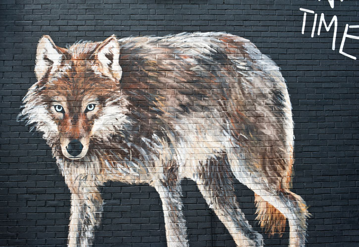 wolf fur coat